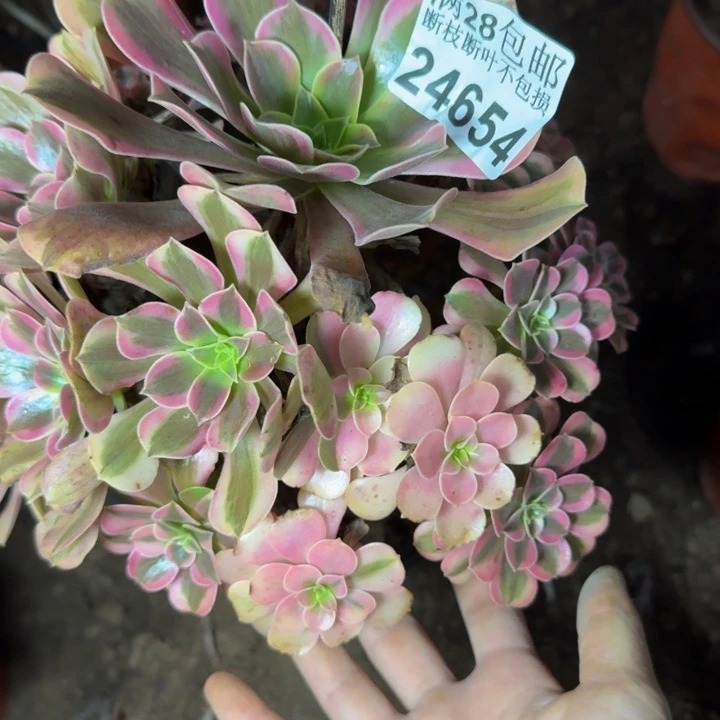 24654南桃夭多肉植物