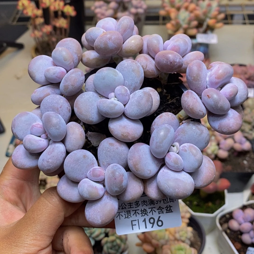 196芭比奶多肉散