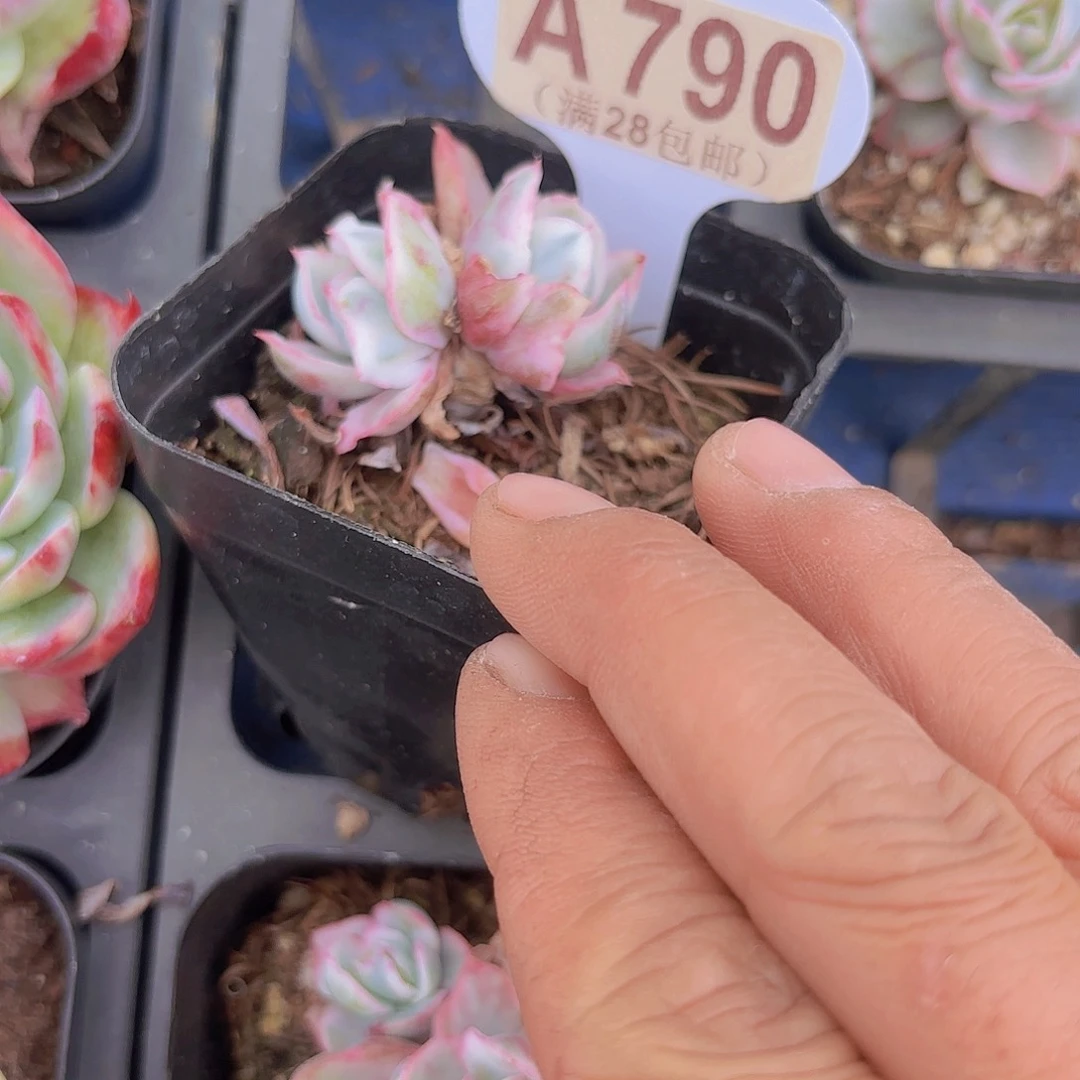 A790伯克利锦一物一拍