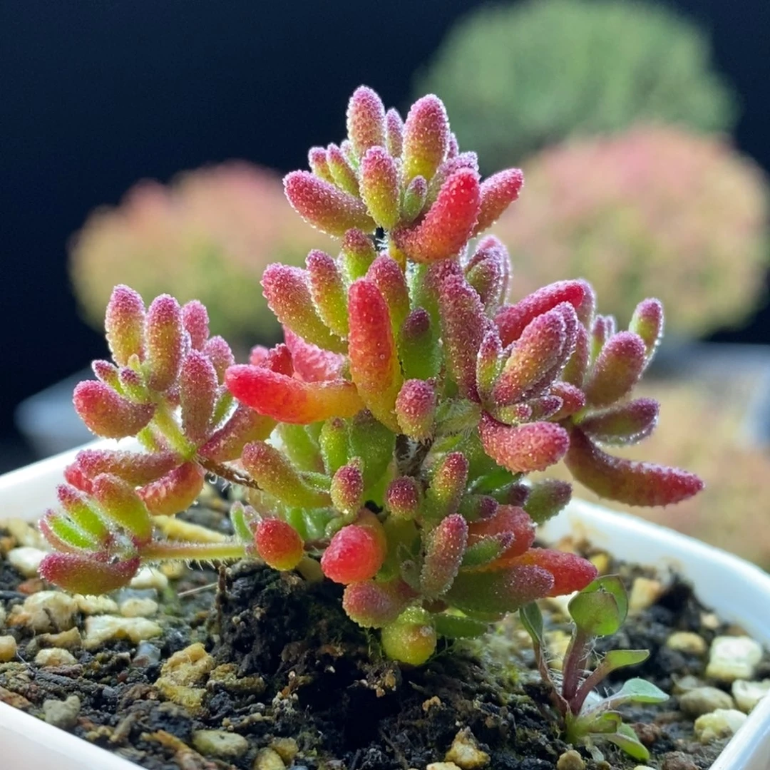 788新品红麒麟。