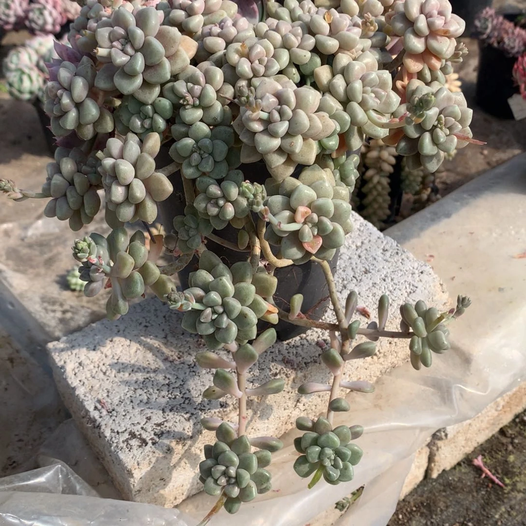 丸叶姬秋丽一物一拍