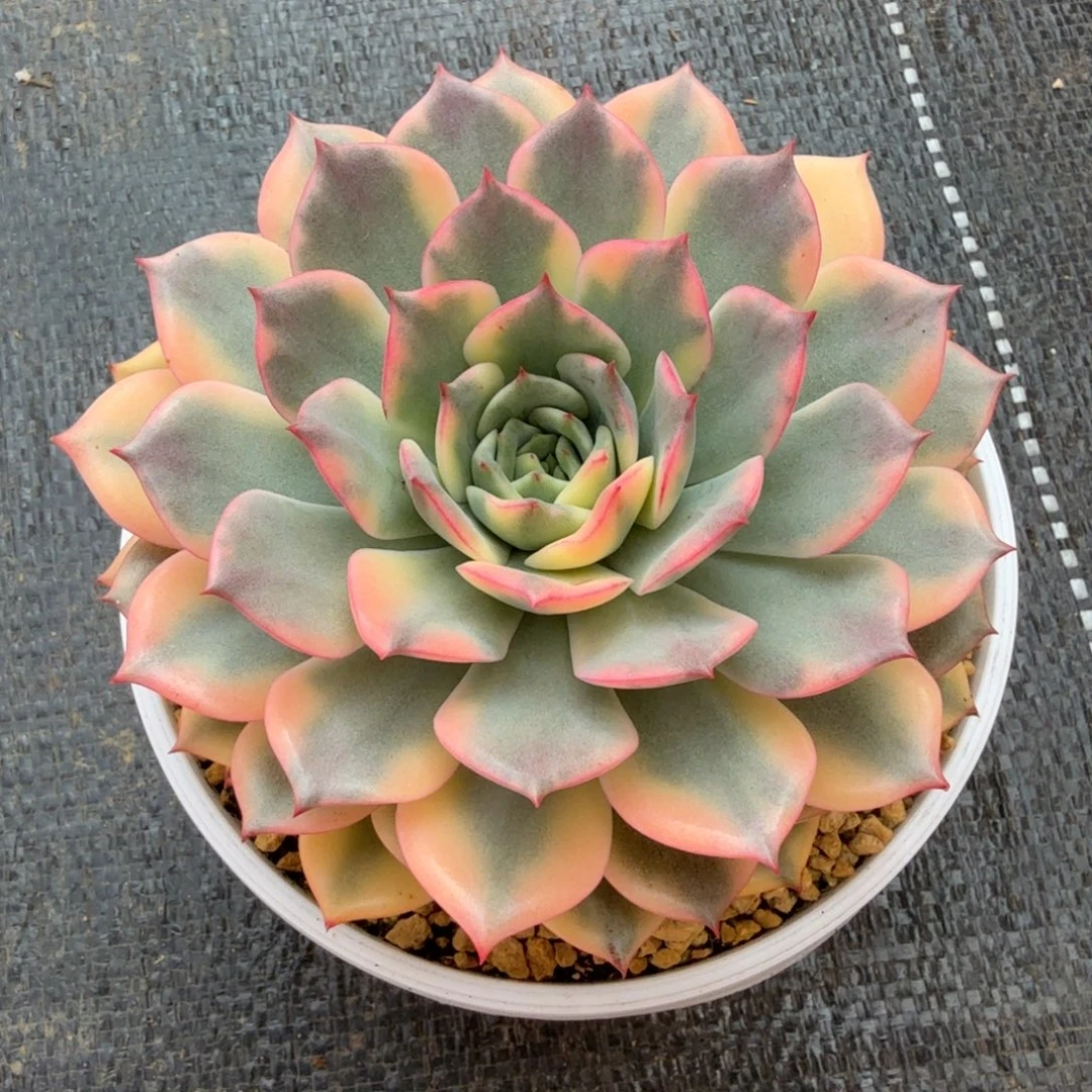 粉艾丽卡锦锦上园艺一物一拍