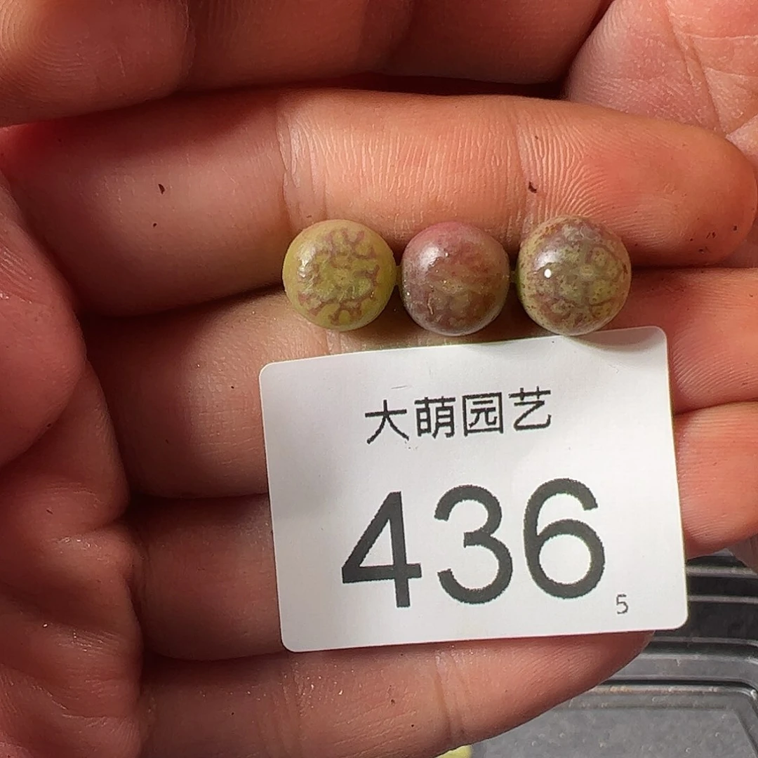 0000436 一物一拍……