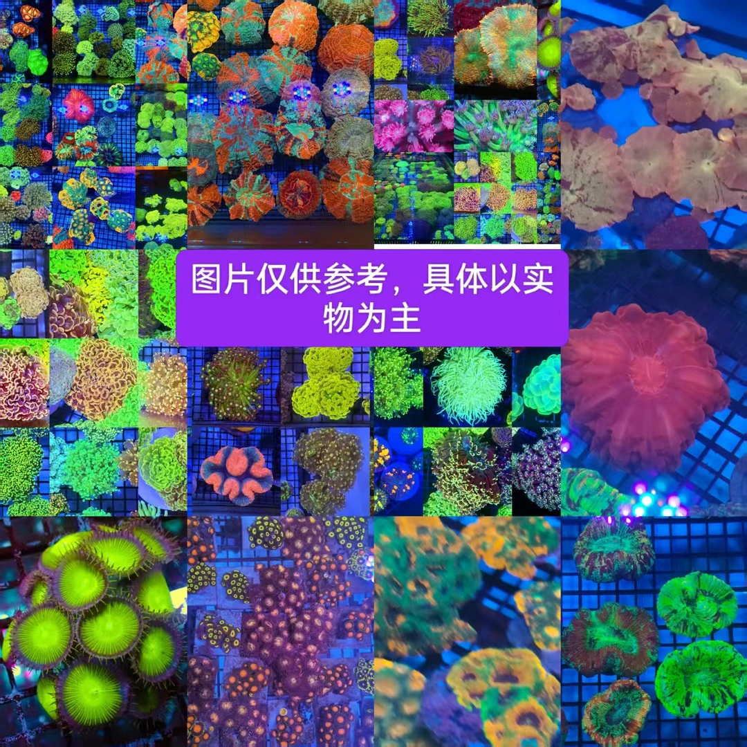 海缸鱼友之家海葵珊瑚一图一物 【包邮】专用链接