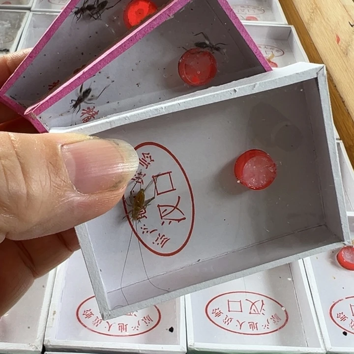 用***7两盒蚁蛉➕一只长须野大黄
