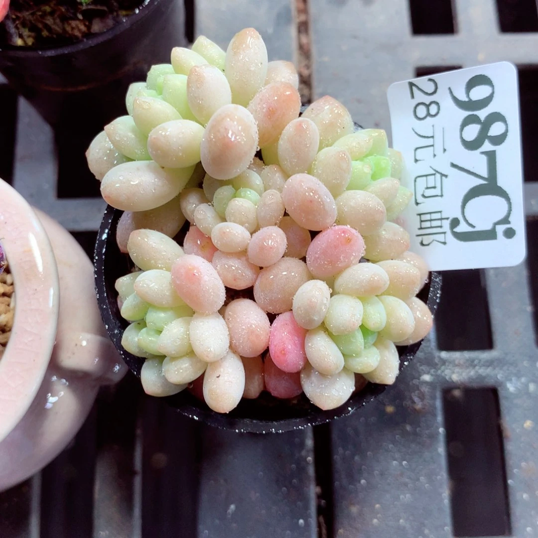 5厘米盆精控多肉987