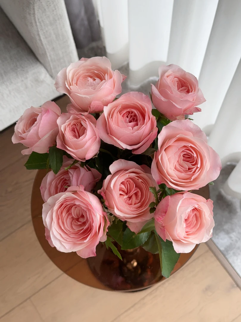 凯瑟琳玫瑰：拍下5只送5只防损耗（哈尔滨发货，收到需要醒花）