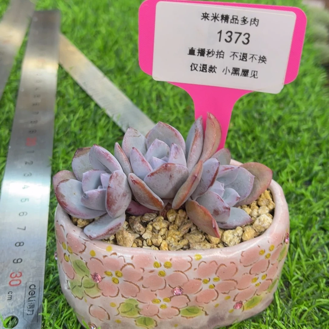 我**站奶茶三头冠幅8左右