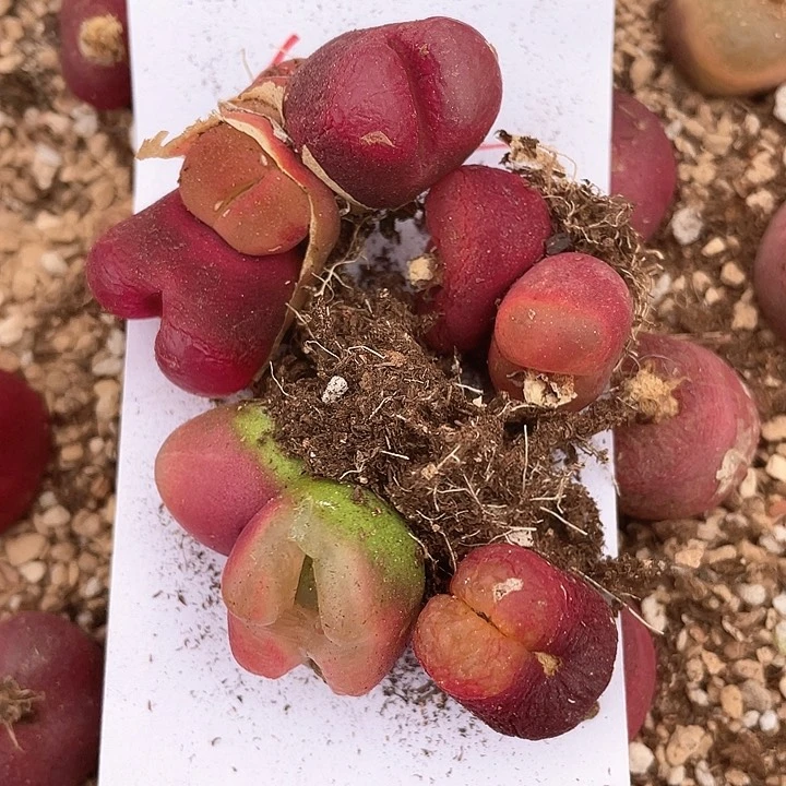 Q****y903。 一组毛毛。