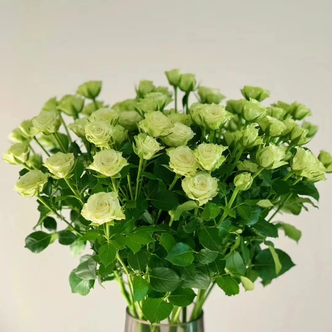 繁星多头玫瑰9支+1支防破损鲜花居家玫瑰 收到花带包装醒花