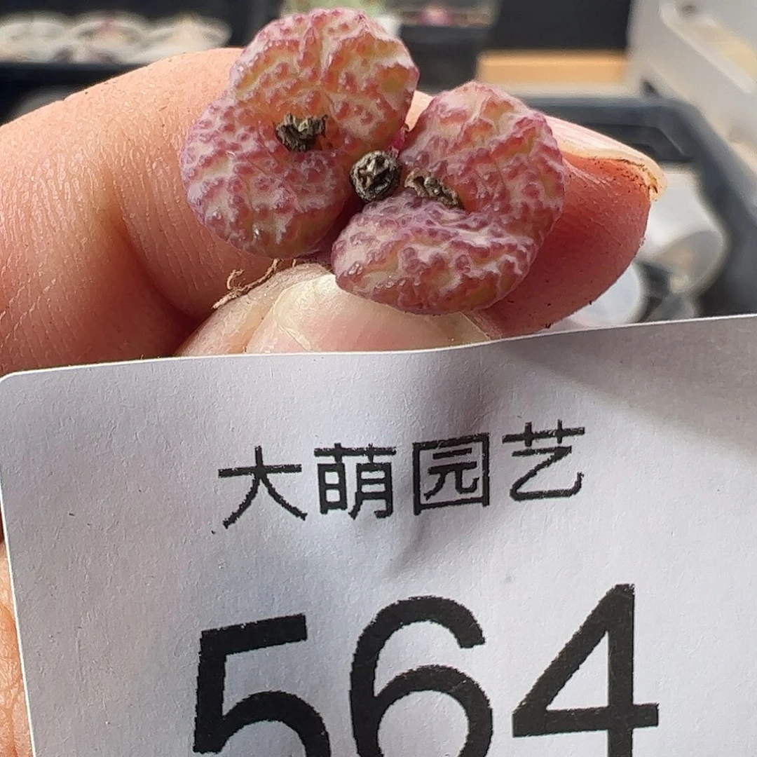 一物一拍清盒福利默认有瑕564