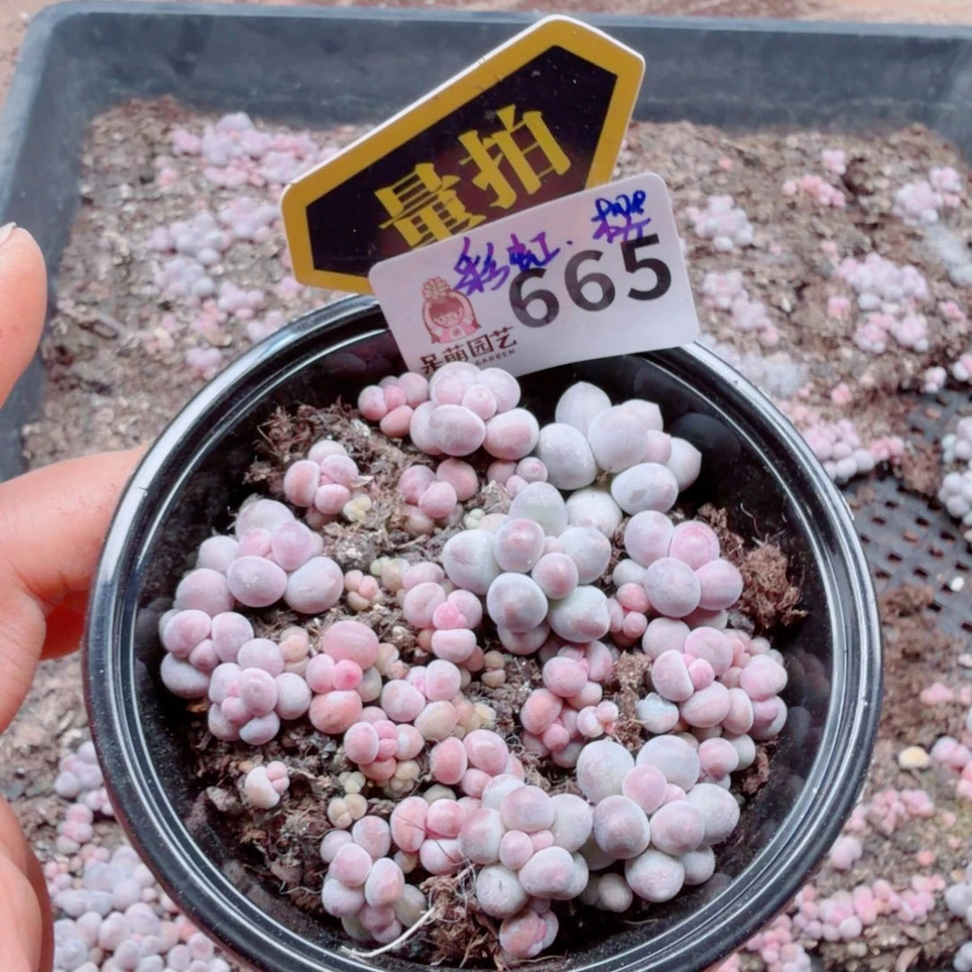 多肉植物多肉植物