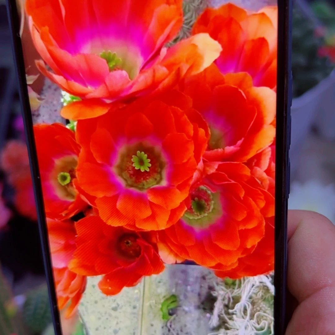 下29橘色水仙软无根侧芽3公分左右20包邮