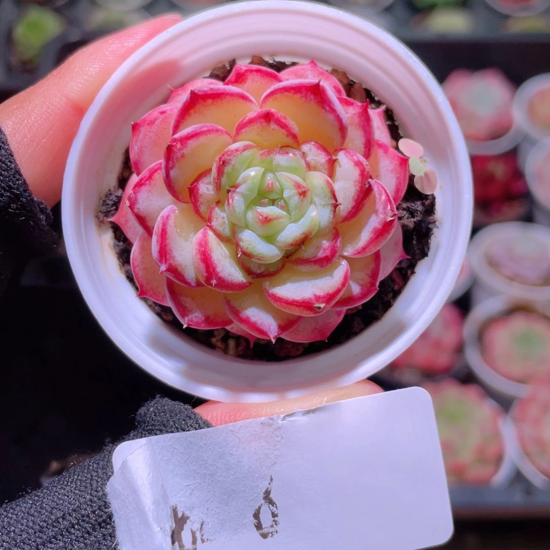 花利美2-8天鹅绒单头