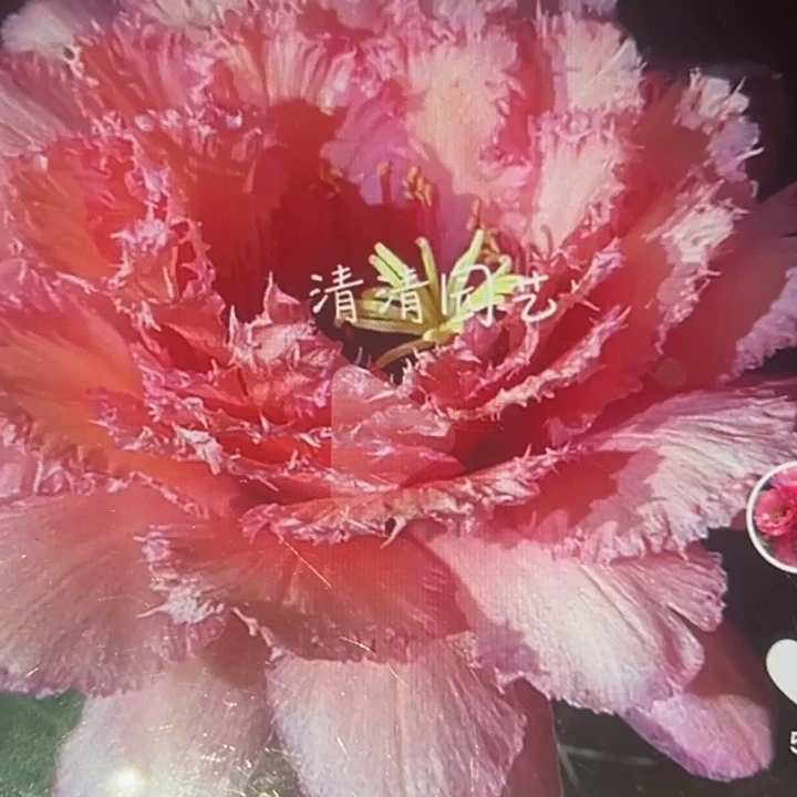 清清中秋节根瑕疵有黑点