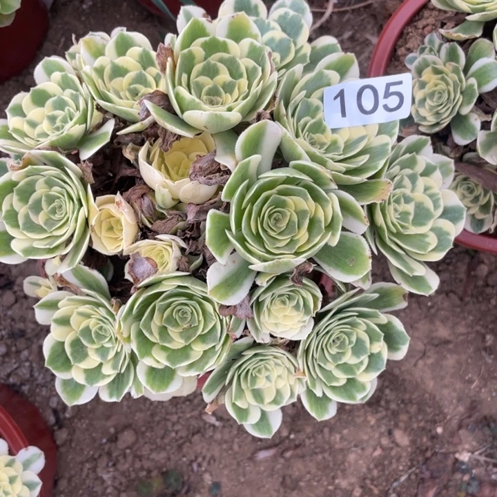 无花朵105多肉植物迈巴赫