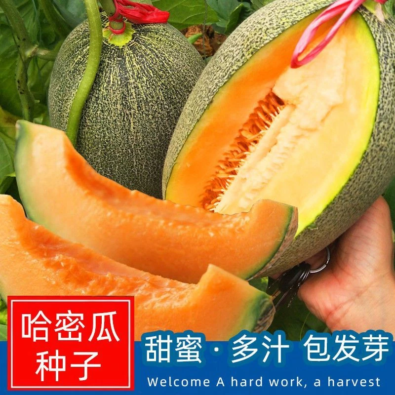 冰甜哈密瓜种子高产脆甜多汁解暑蜜瓜美味蔬菜种籽
