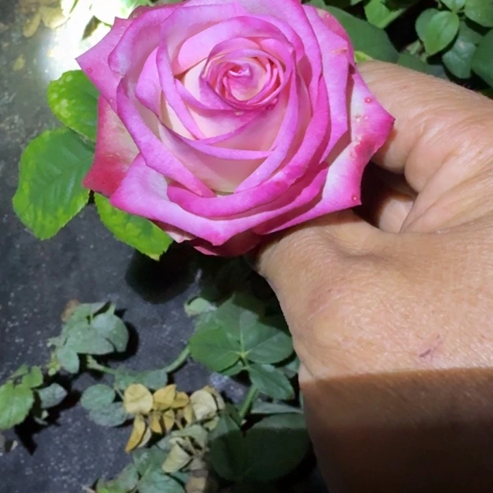 无花朵冰树莓一加