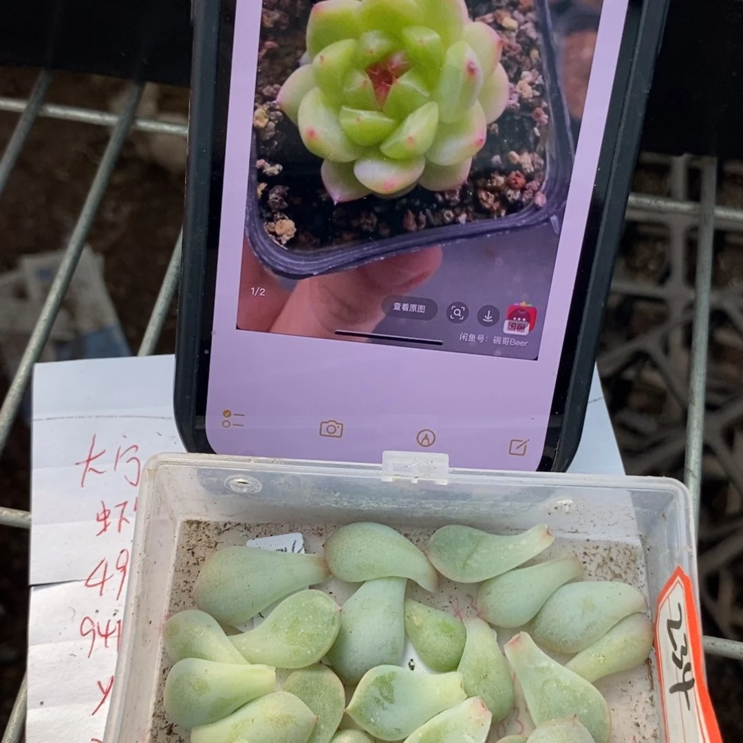 甜心234纯叶片一片