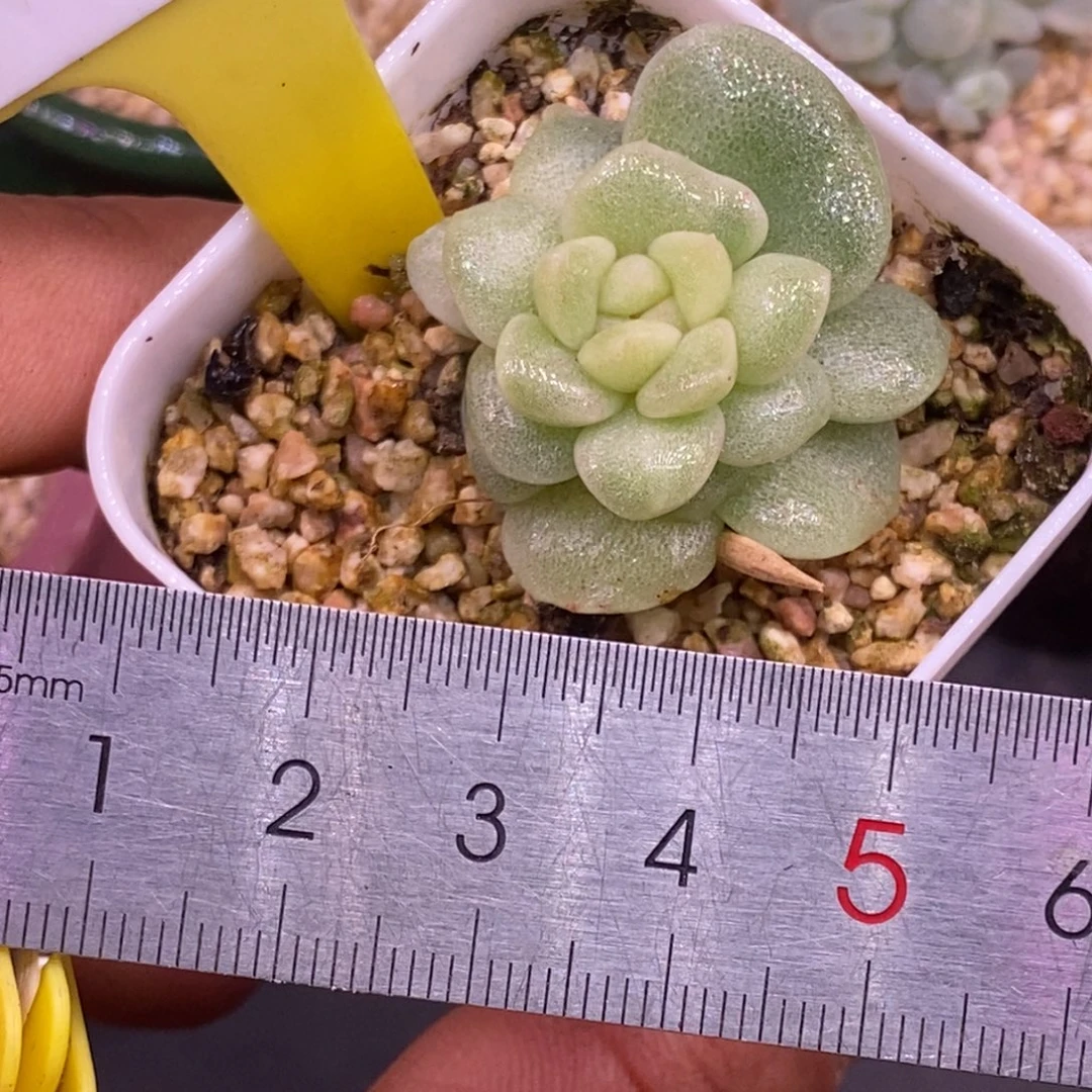 5111冰玉石化锦多肉……