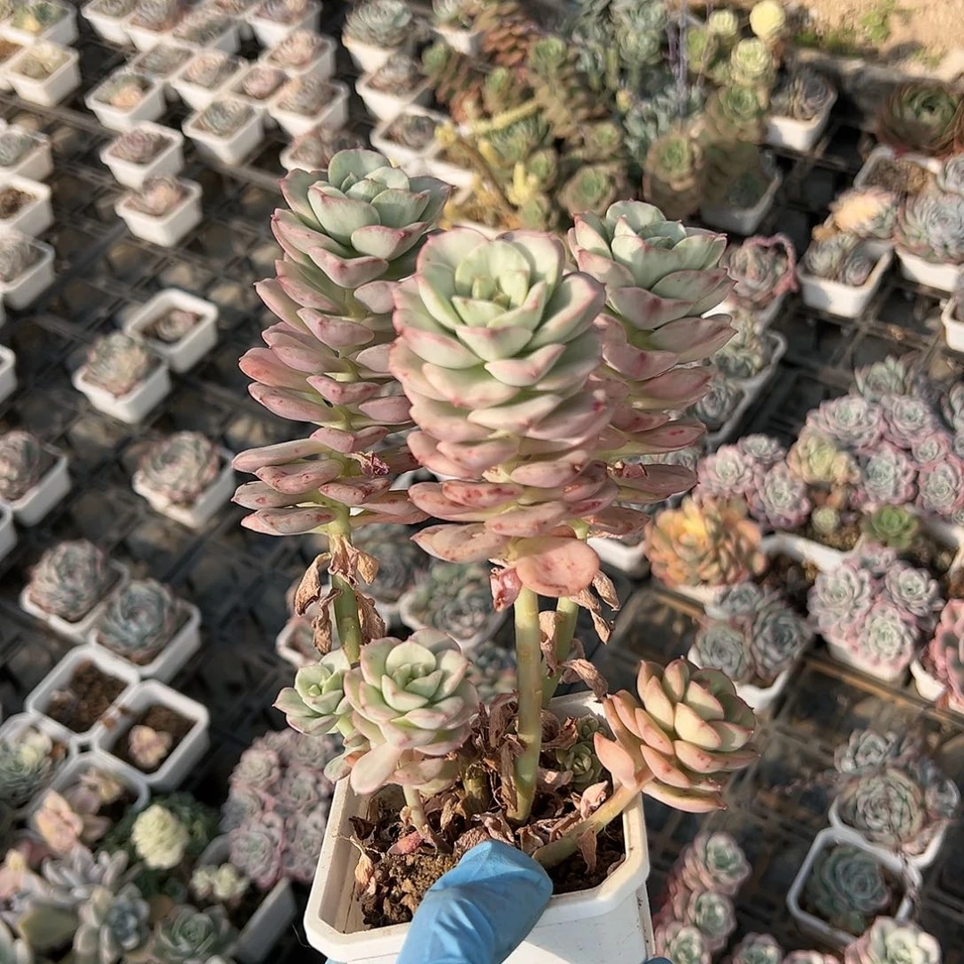 妮可莎娜锦覆轮锦，有砍