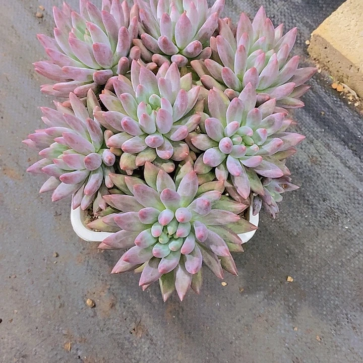 芜***.红蜻蜓多肉植物群