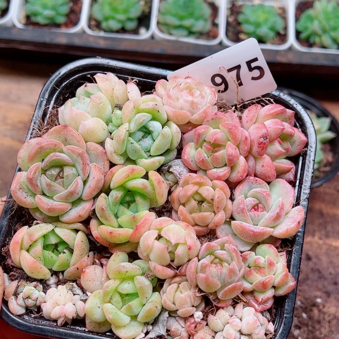 多肉植物多肉植物