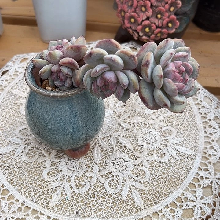 后**七飘枝石榴籽特价造型