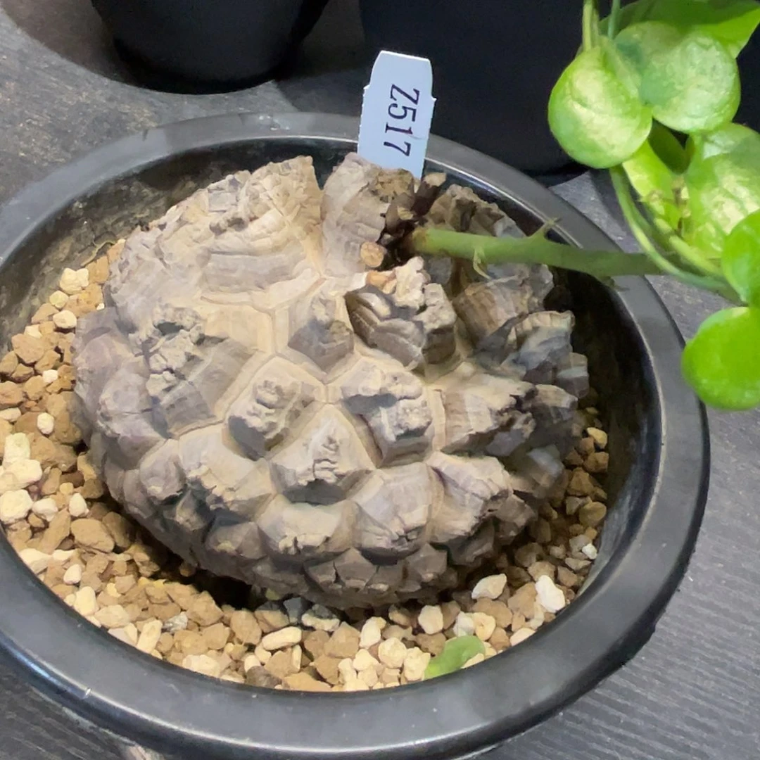 517日系盆栽剑甲龟