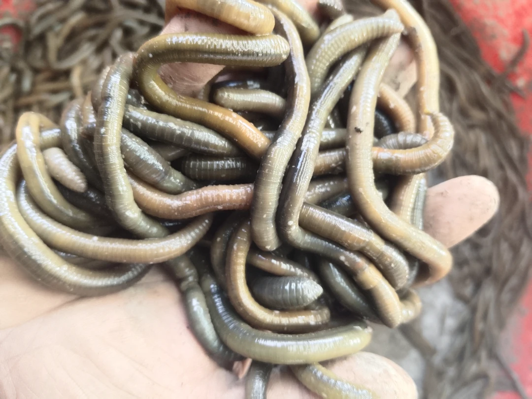 鲜活青黑蚯蚓钓黄鳝地龙活体钓鱼鱼饵