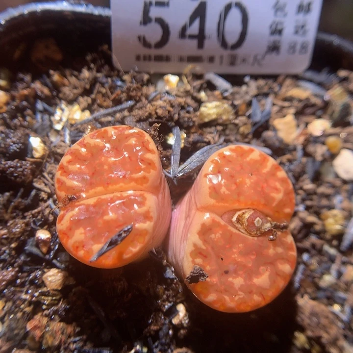 般**七精品生石花28.540