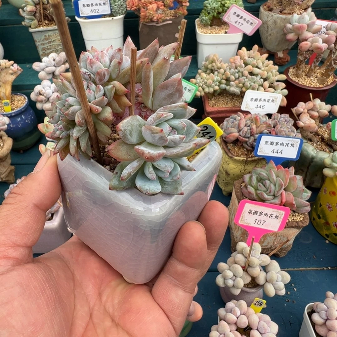 住***妞241星影小树缀多头无砍