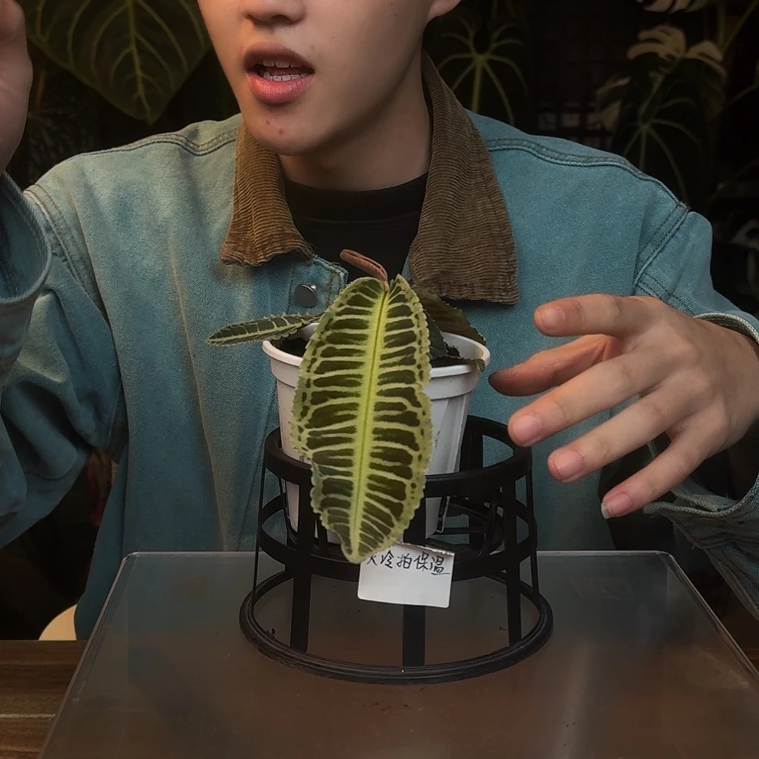 完全开放P168气泡紫金牛