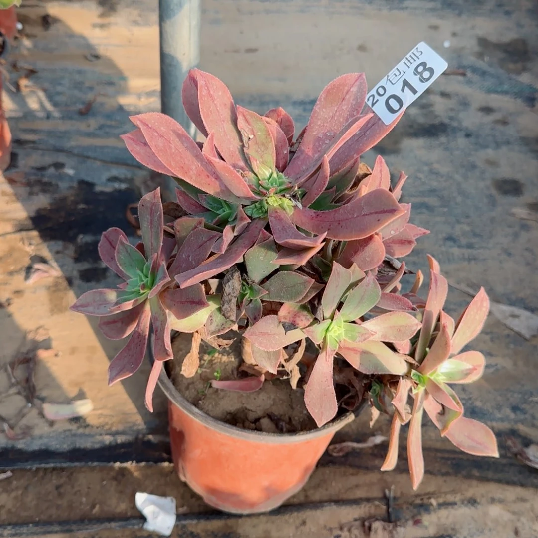 红叶018满20包邮断枝不包