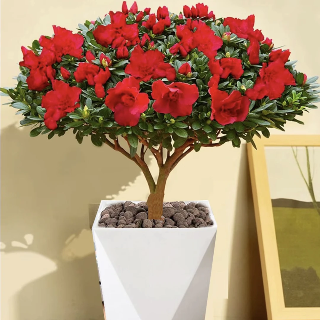 【带盆发货】带花苞棒棒糖杜鹃花盆栽四季开花室外好养易活花卉绿植