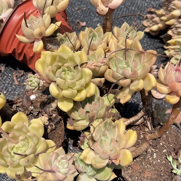 无花朵象牙璀璨3盆。