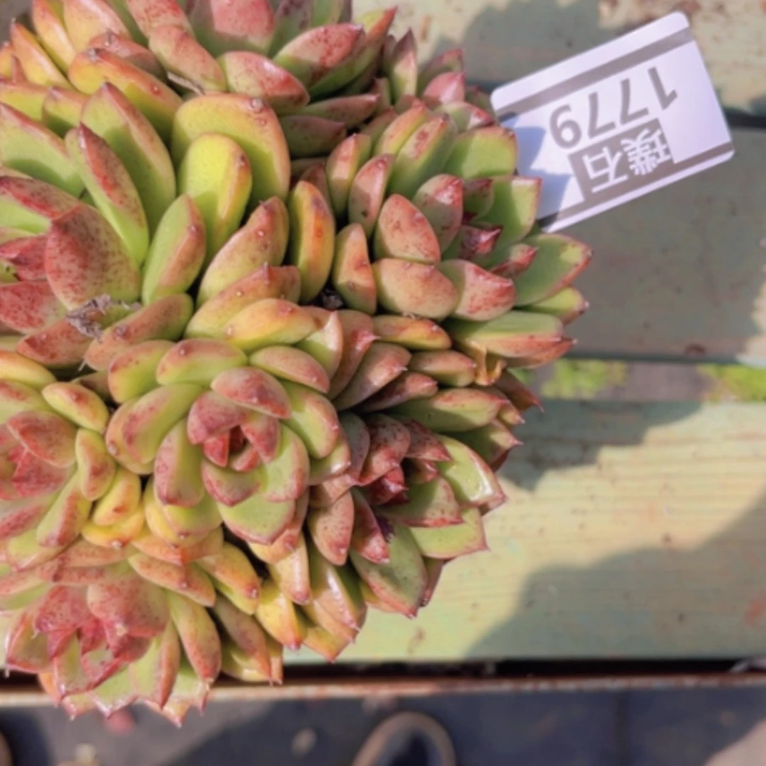 【闪购商品】蓝莓1779