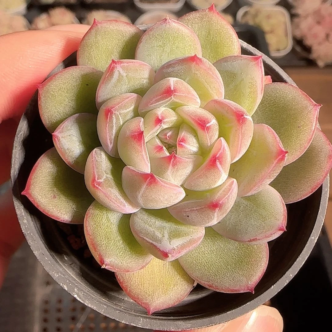 多肉1129-10雪花珍妮