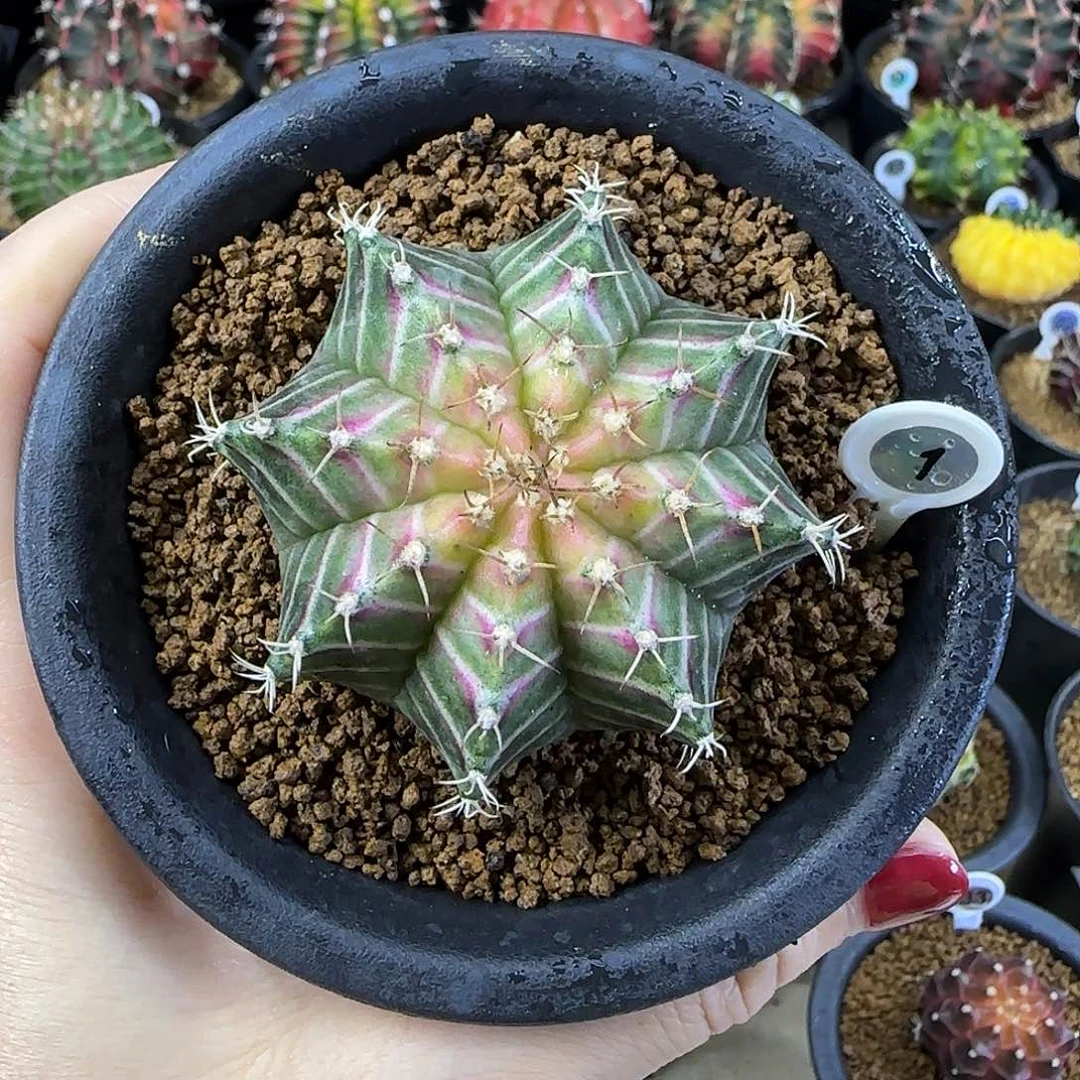 轮回，福利价直接拍