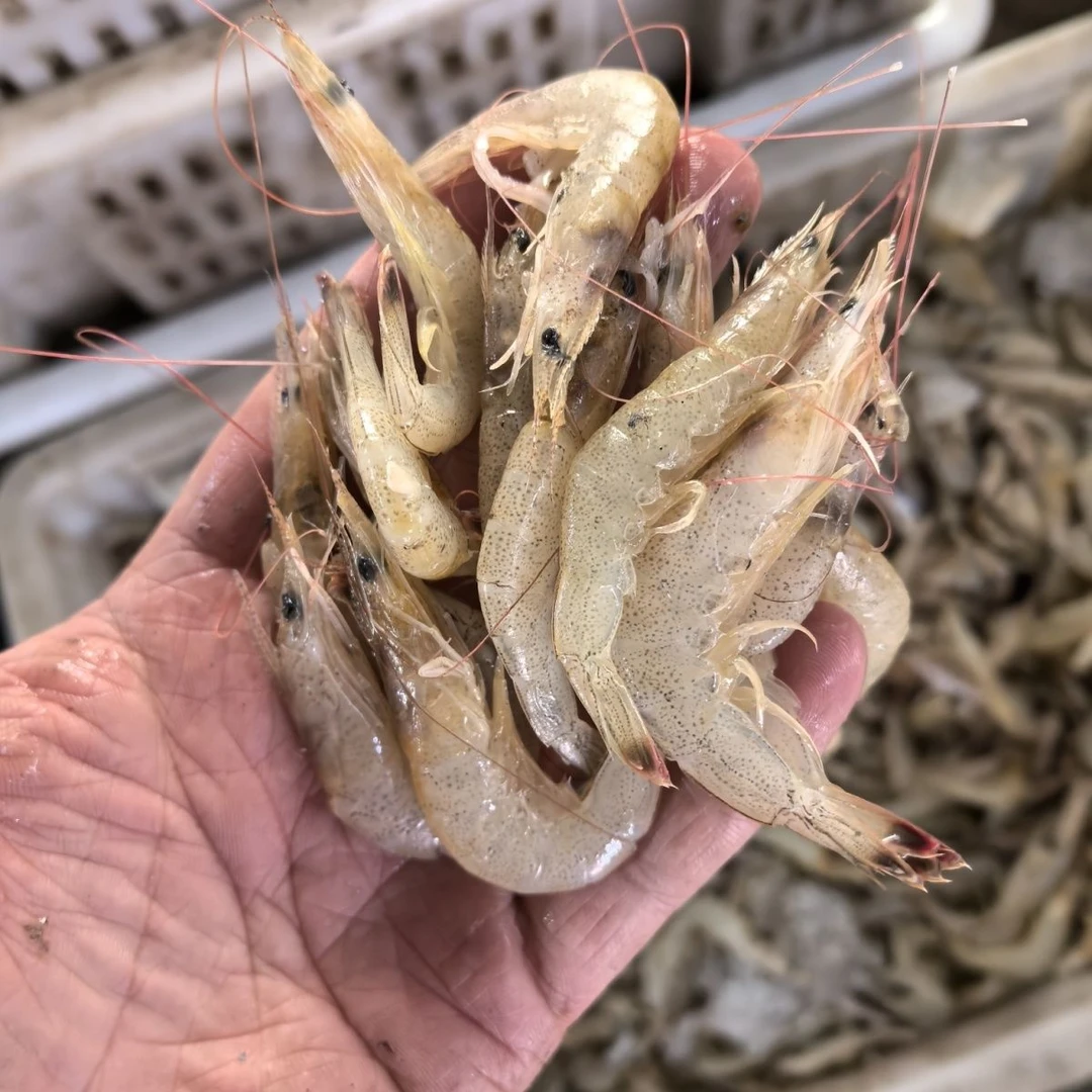 青岛野生海捕羊毛虾毛虾白虾顺丰包邮（个别黑头掉头介意勿拍）