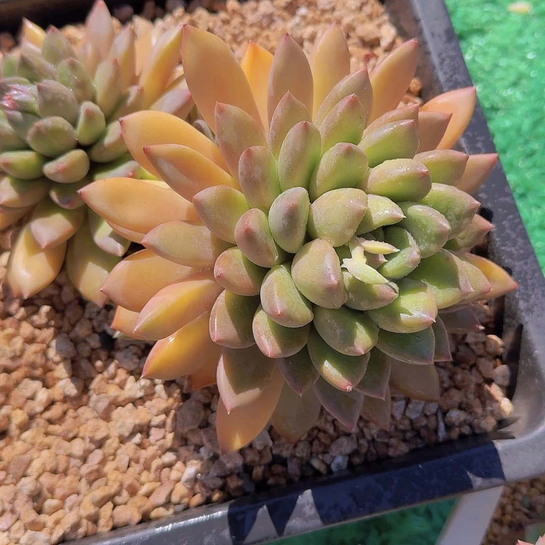 白*2521象牙多肉植物