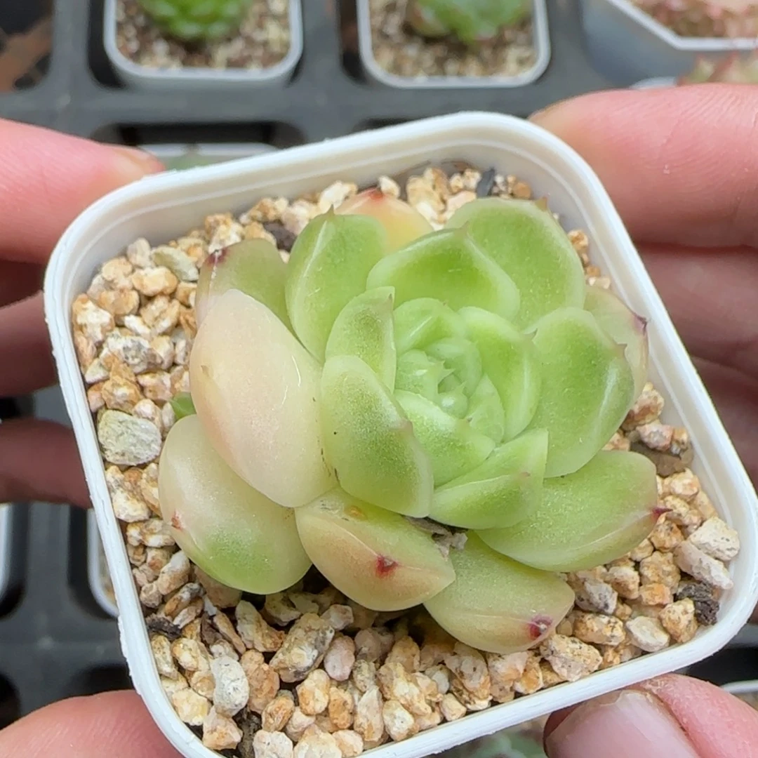 一物一拍麦秆锦一