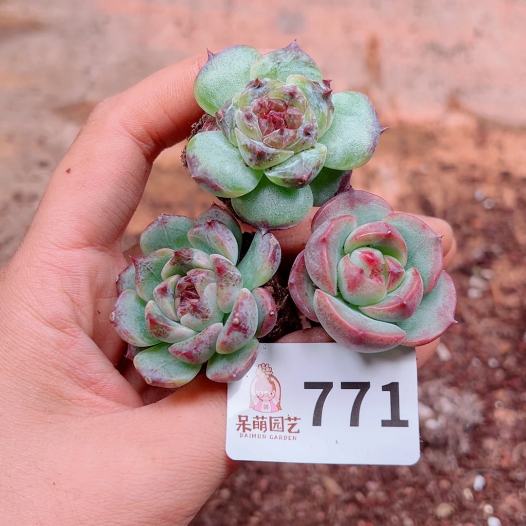 多肉植物多肉植物