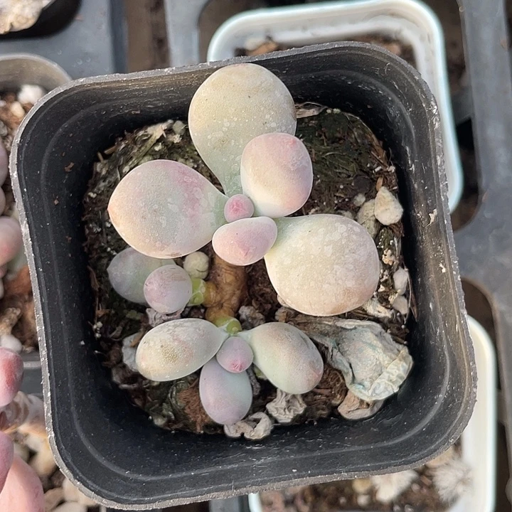 一物一拍彩虹奶满18