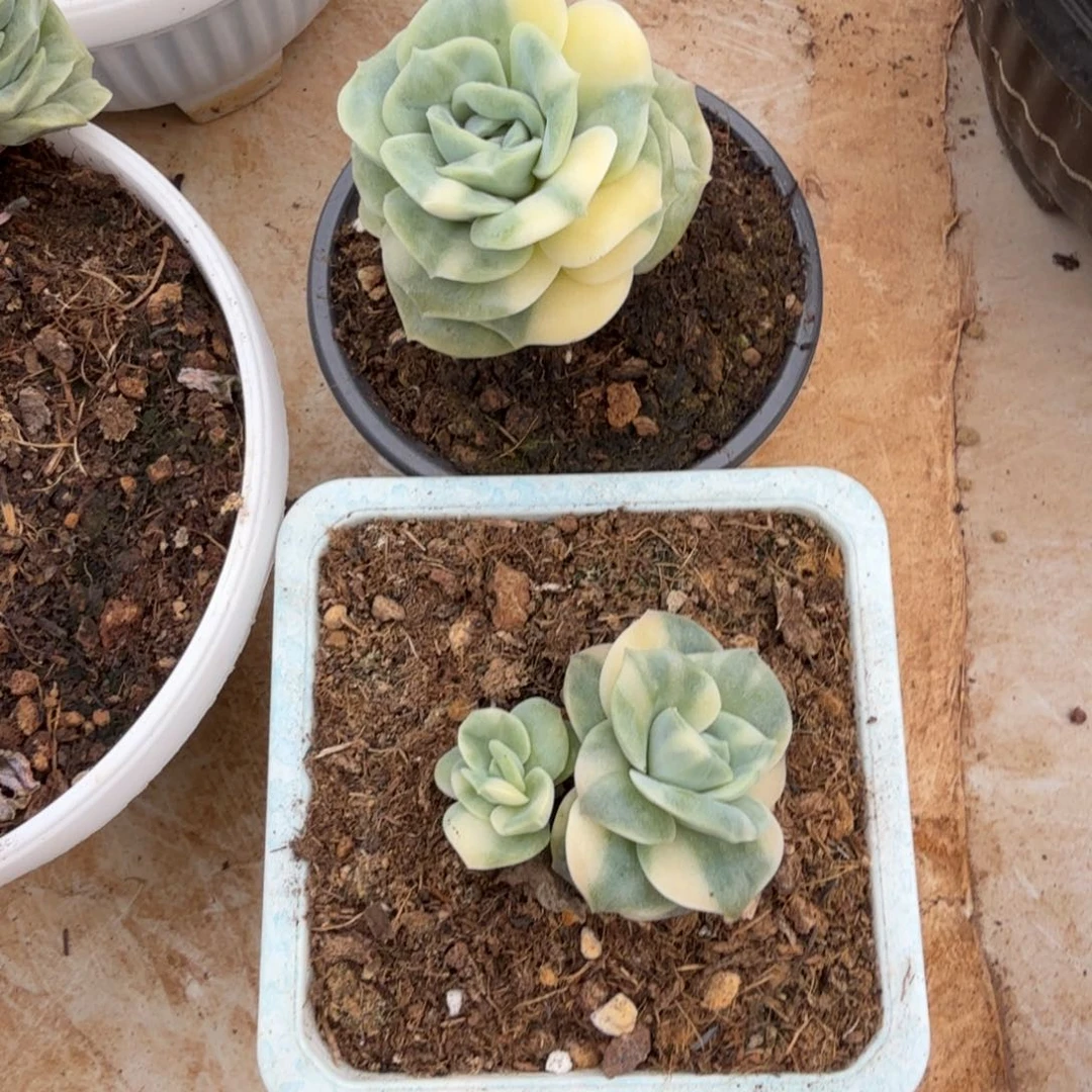 那***开可爱玫瑰锦锦上园艺一物一拍