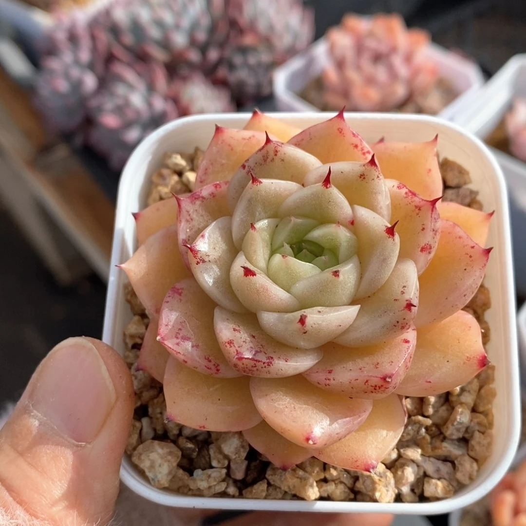 精品多肉一物一拍14