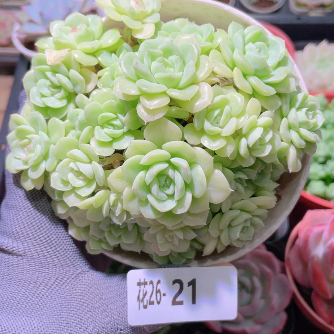 花利美26-21白天鹅