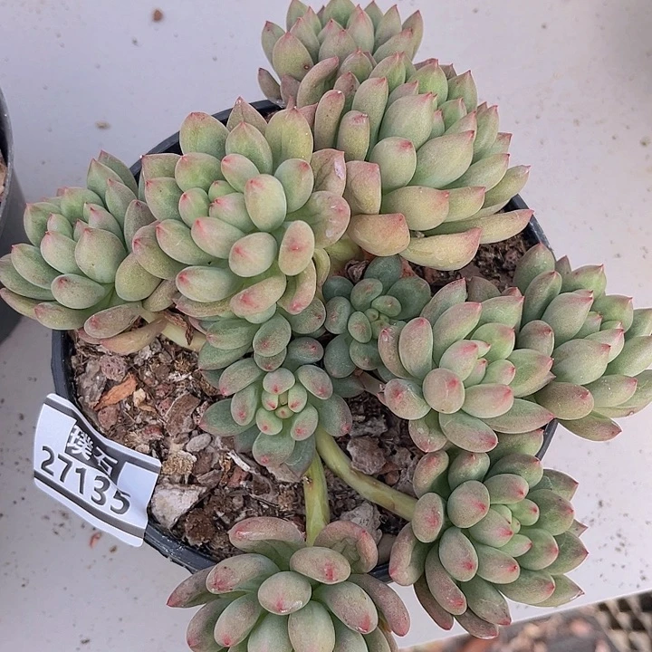 言字27135多肉植物