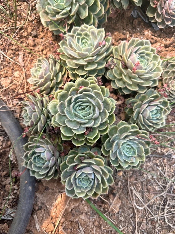 1盆昂斯诺手捧花 多肉植物（偏远地区不发货）
