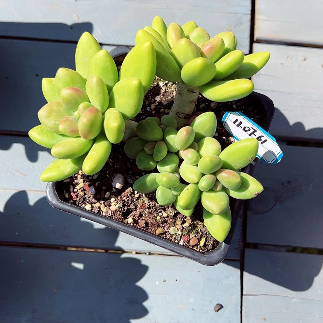 1107-61精控芒果奶